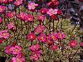 Saxifraga arendsii Variegata IMG_5921 Skalnica